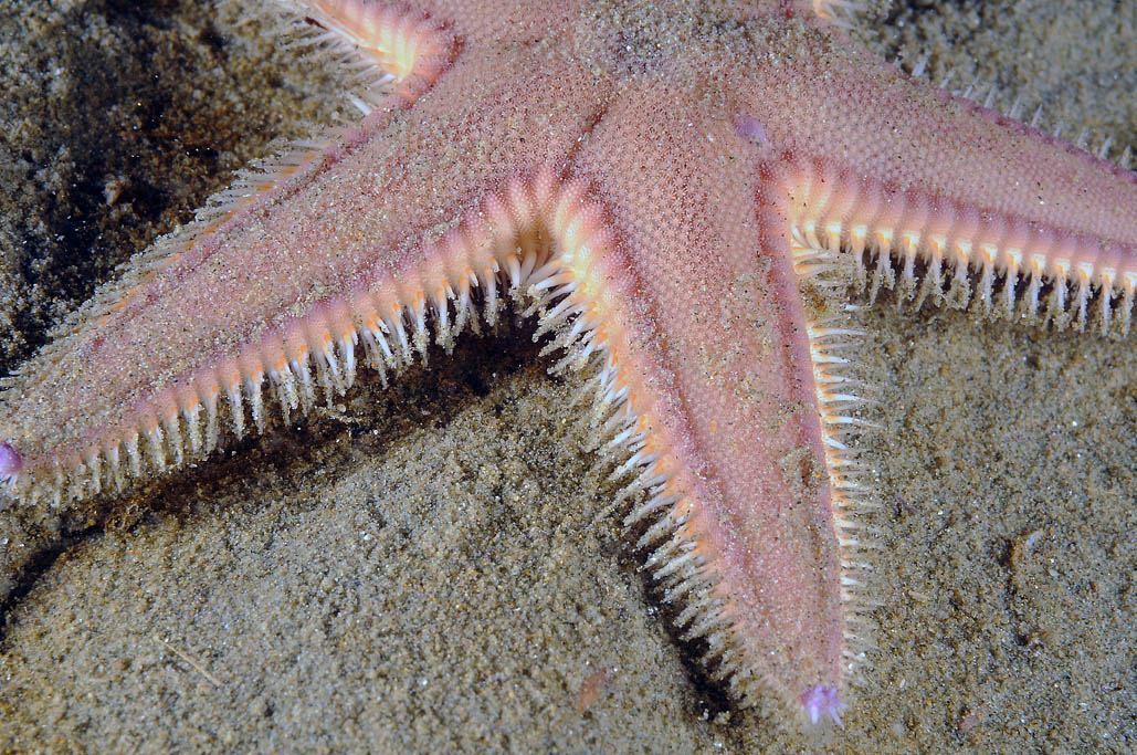 Astropecten irregularis pentacanthus